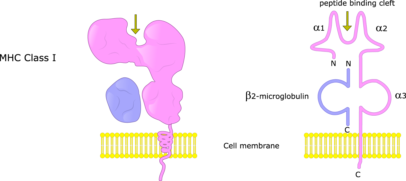 主要组织相容性复合体（Major Histocompatibility Complex，MHC）